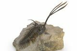 Trident Walliserops Trilobite - Exceptional Preparation #310510-3